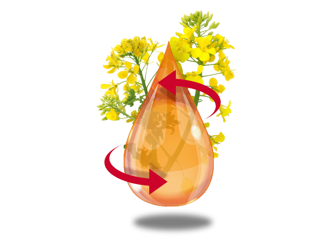 Actions du glycérol